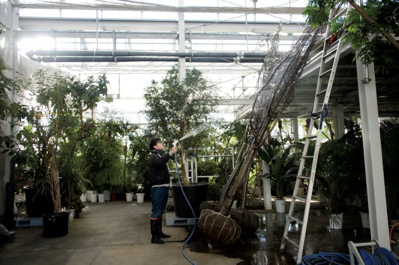 体験・見学<br />
社員の業務を見学後、温室の植物管理を体験してもらいます。